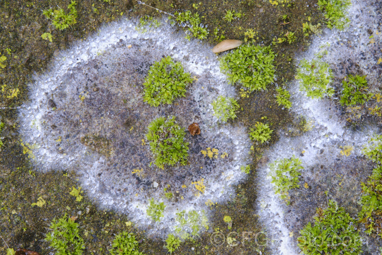 Mosses with fungal mycelia. At first glance, this image would appear to show mosses in a mycorrhizal relationship with fungi. However, some authorities say that mosses do not have mycorrhizal associations. Others disagree and suggest that arbuscular mycorrhizae do associate with mosses. The mosses within the mycelia shown here certainly appear more vigorous than those outside it.