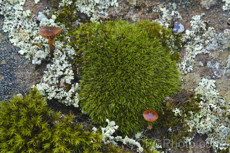 A tiny fungus, probably. Laccaria glabripes, growing among mosses and lichens on a rock. The cap of this New Zealand species can be up to 25mm wide but is often considerably smaller