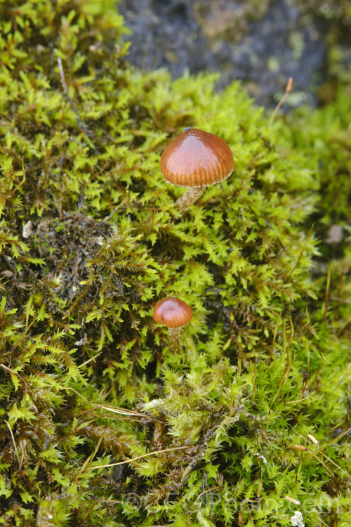 A tiny fungus, probably. Dermocybe leptospermorum, growing among mosses and lichens on a rock. The cap of this New Zealand species can be up to 25mm wide but is often considerably smaller.