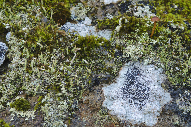 A tiny fungus, probably. Dermocybe leptospermorum, growing among mosses and lichens on a rock. The cap of this New Zealand species can be up to 25mm wide but is often considerably smaller.