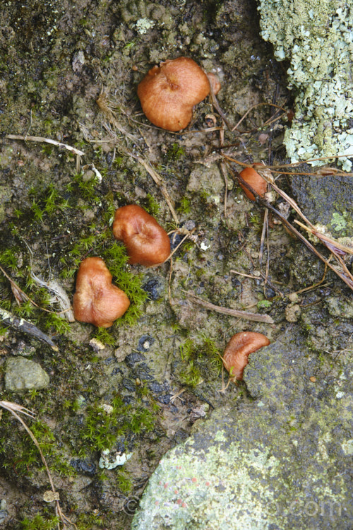 A small fungus that stemless fruiting bodies on the soil surface.