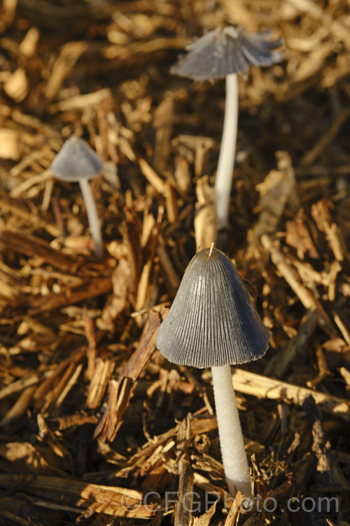 Hare's Foot. Inkcap (<i>Coprinopsis lagopus [syn. Coprinus lagopus]), a fungus usually found on composting plant waste. Its fruiting bodies last just a few hours in the morning before dissolving into an inky black substance by a process called deliquescence.