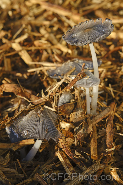 Hare's Foot. Inkcap (<i>Coprinopsis lagopus [syn. Coprinus lagopus]), a fungus usually found on composting plant waste. Its fruiting bodies last just a few hours in the morning before dissolving into an inky black substance by a process called deliquescence.