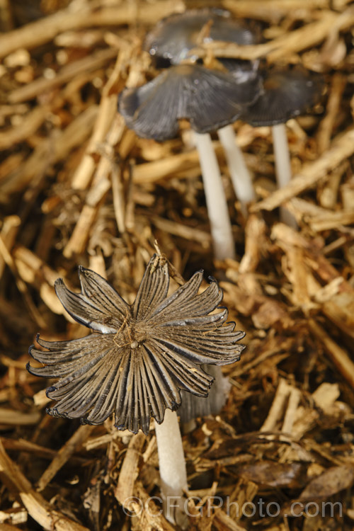 Hare's Foot. Inkcap (<i>Coprinopsis lagopus [syn. Coprinus lagopus]), a fungus usually found on composting plant waste. Its fruiting bodies last just a few hours in the morning before dissolving into an inky black substance by a process called deliquescence.