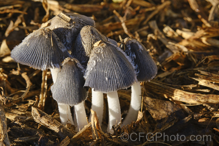 Hare's Foot. Inkcap (<i>Coprinopsis lagopus [syn. Coprinus lagopus]), a fungus usually found on composting plant waste. Its fruiting bodies last just a few hours in the morning before dissolving into an inky black substance by a process called deliquescence.