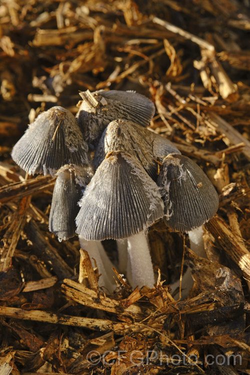 Hare's Foot. Inkcap (<i>Coprinopsis lagopus [syn. Coprinus lagopus]), a fungus usually found on composting plant waste. Its fruiting bodies last just a few hours in the morning before dissolving into an inky black substance by a process called deliquescence.