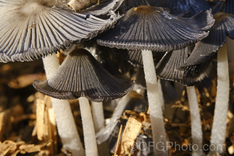 Hare's Foot. Inkcap (<i>Coprinopsis lagopus [syn. Coprinus lagopus]), a fungus usually found on composting plant waste. Its fruiting bodies last just a few hours in the morning before dissolving into an inky black substance by a process called deliquescence.