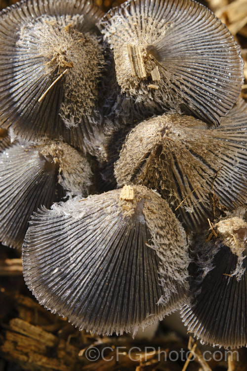 Hare's Foot. Inkcap (<i>Coprinopsis lagopus [syn. Coprinus lagopus]), a fungus usually found on composting plant waste. Its fruiting bodies last just a few hours in the morning before dissolving into an inky black substance by a process called deliquescence.