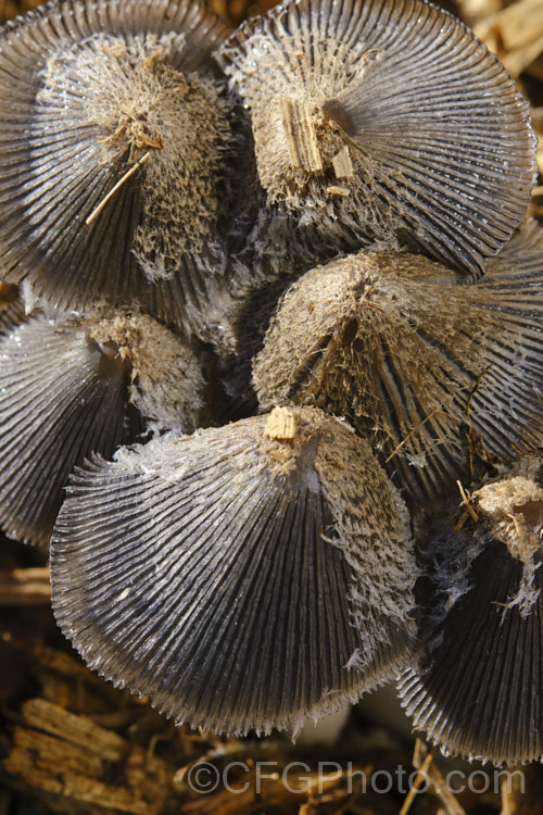 Hare's Foot. Inkcap (<i>Coprinopsis lagopus [syn. Coprinus lagopus]), a fungus usually found on composting plant waste. Its fruiting bodies last just a few hours in the morning before dissolving into an inky black substance by a process called deliquescence.