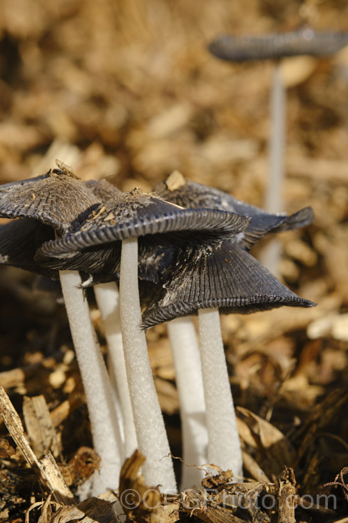 Hare's Foot. Inkcap (<i>Coprinopsis lagopus [syn. Coprinus lagopus]), a fungus usually found on composting plant waste. Its fruiting bodies last just a few hours in the morning before dissolving into an inky black substance by a process called deliquescence. This image is focussed on the lowest cap.