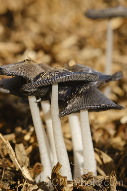 Hare's Foot. Inkcap (<i>Coprinopsis lagopus [syn. Coprinus lagopus]), a fungus usually found on composting plant waste. Its fruiting bodies last just a few hours in the morning before dissolving into an inky black substance by a process called deliquescence. This image is focused on the closest cap.