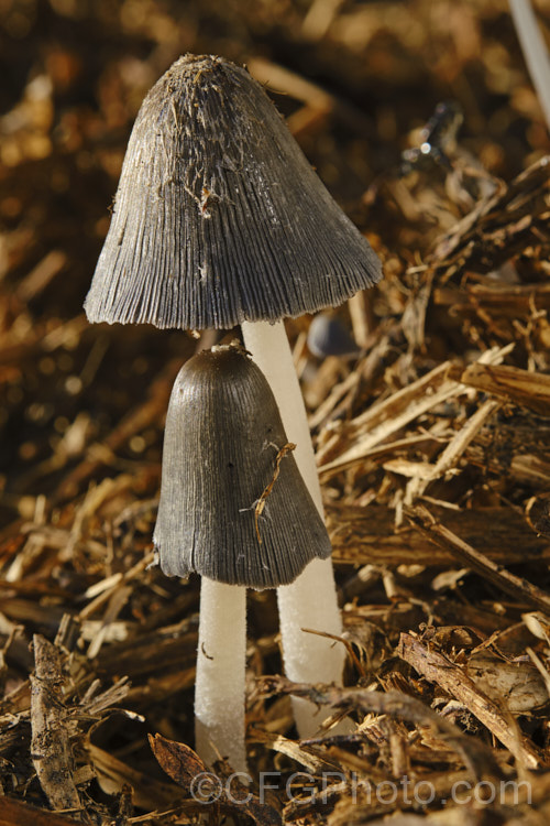 Hare's Foot. Inkcap (<i>Coprinopsis lagopus [syn. Coprinus lagopus]), a fungus usually found on composting plant waste. Its fruiting bodies last just a few hours in the morning before dissolving into an inky black substance by a process called deliquescence.