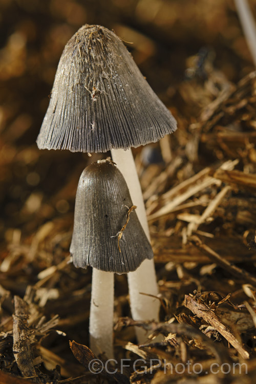 Hare's Foot. Inkcap (<i>Coprinopsis lagopus [syn. Coprinus lagopus]), a fungus usually found on composting plant waste. Its fruiting bodies last just a few hours in the morning before dissolving into an inky black substance by a process called deliquescence.