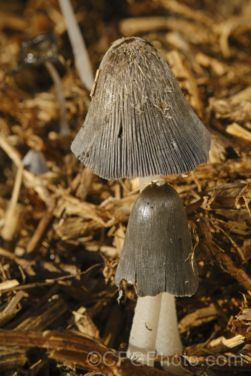 Hare's Foot. Inkcap (<i>Coprinopsis lagopus [syn. Coprinus lagopus]), a fungus usually found on composting plant waste. Its fruiting bodies last just a few hours in the morning before dissolving into an inky black substance by a process called deliquescence.