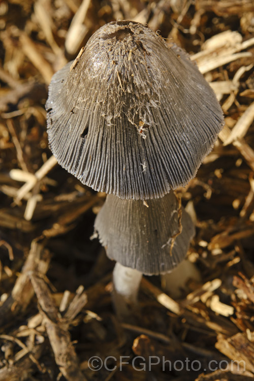 Hare's Foot. Inkcap (<i>Coprinopsis lagopus [syn. Coprinus lagopus]), a fungus usually found on composting plant waste. Its fruiting bodies last just a few hours in the morning before dissolving into an inky black substance by a process called deliquescence.