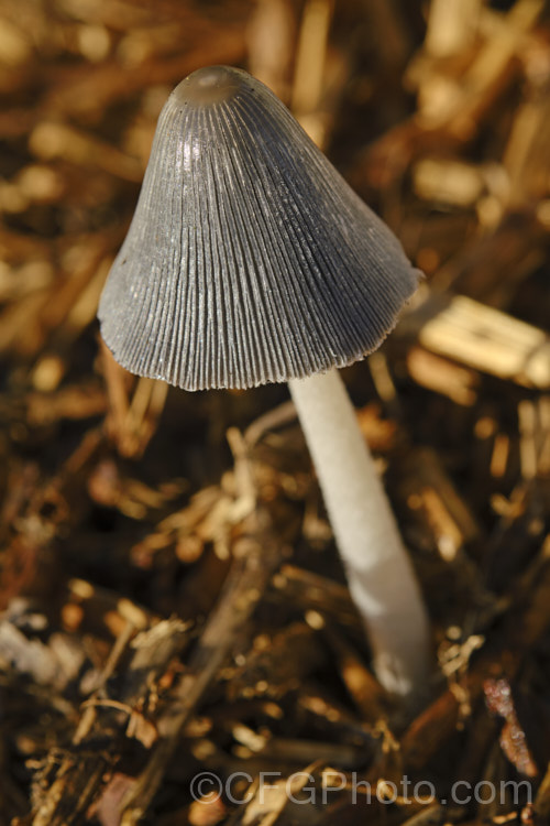 Hare's Foot. Inkcap (<i>Coprinopsis lagopus [syn. Coprinus lagopus]), a fungus usually found on composting plant waste. Its fruiting bodies last just a few hours in the morning before dissolving into an inky black substance by a process called deliquescence.