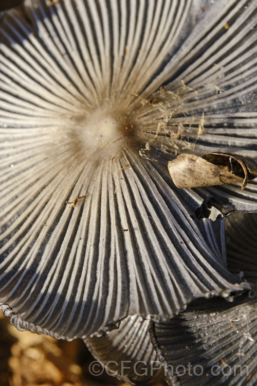 Hare's Foot. Inkcap (<i>Coprinopsis lagopus [syn. Coprinus lagopus]), a fungus usually found on composting plant waste. Its fruiting bodies last just a few hours in the morning before dissolving into an inky black substance by a process called deliquescence.