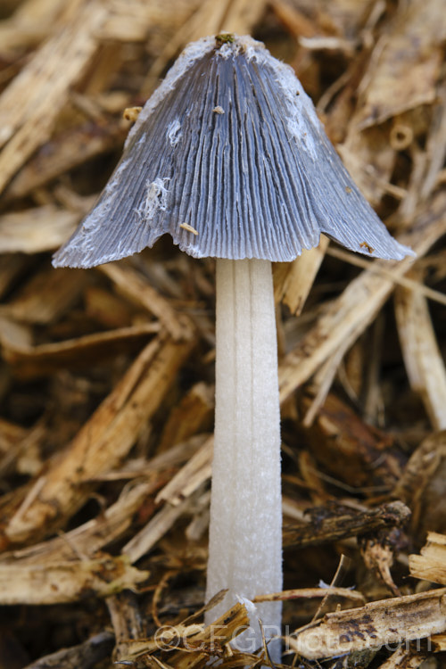 Hare's Foot. Inkcap (<i>Coprinopsis lagopus [syn. Coprinus lagopus]), a fungus usually found on composting plant waste. Its fruiting bodies last just a few hours in the morning before dissolving into an inky black substance by a process called deliquescence.