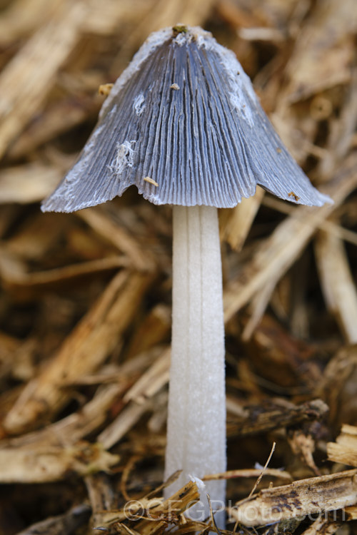 Hare's Foot. Inkcap (<i>Coprinopsis lagopus [syn. Coprinus lagopus]), a fungus usually found on composting plant waste. Its fruiting bodies last just a few hours in the morning before dissolving into an inky black substance by a process called deliquescence.