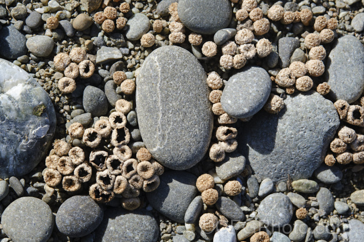 A cluster of small fungus fruiting bodies (probably. Lamprospora [syn. Peziza]) growing in coastal gravel and sand. South Canterbury, New Zealand Fungi are something of a surprise to see in the open, salty environment of coastal dunes, but they are there.