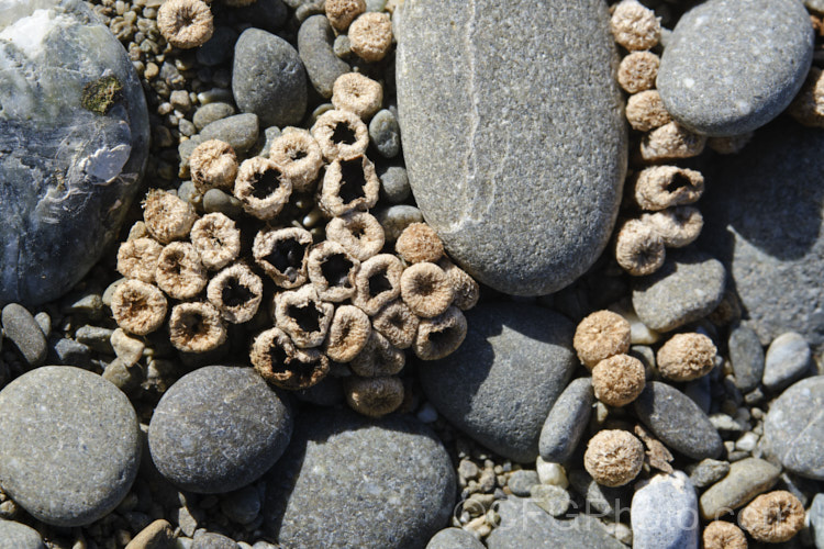 A cluster of small fungus fruiting bodies (probably. Lamprospora [syn. Peziza]) growing in coastal gravel and sand. South Canterbury, New Zealand Fungi are something of a surprise to see in the open, salty environment of coastal dunes, but they are there.