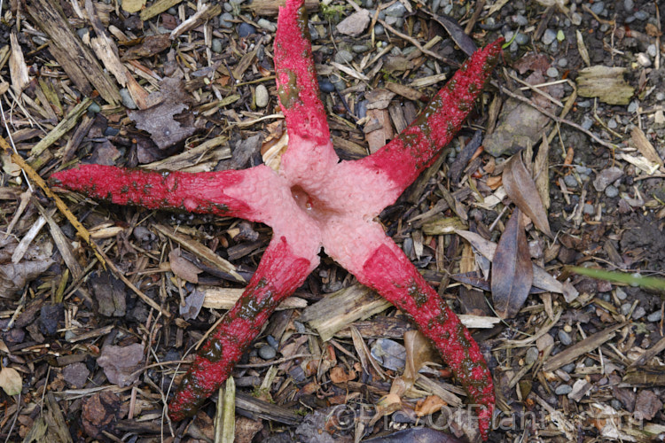 Giant Stinkhorn or Devil's Fingers (<i>Clathrus archeri</i>), a very striking carrion attracting fungus that appears mainly in autumn. The spread of the arms is up to 200mm. It emits a very unpleasant smell of decaying flesh that attracts flies that distribute the brown spores. Native to South Africa,Australia and New Zealand, it now also occurs in Europe