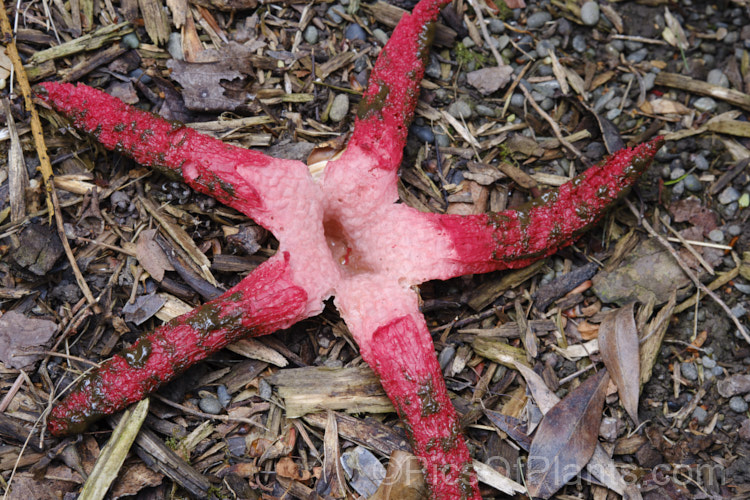 Giant Stinkhorn or Devil's Fingers (<i>Clathrus archeri</i>), a very striking carrion attracting fungus that appears mainly in autumn. The spread of the arms is up to 200mm. It emits a very unpleasant smell of decaying flesh that attracts flies that distribute the brown spores. Native to South Africa,Australia and New Zealand, it now also occurs in Europe