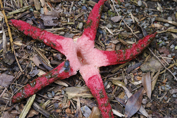 Giant Stinkhorn or Devil's Fingers (<i>Clathrus archeri</i>), a very striking carrion attracting fungus that appears mainly in autumn. The spread of the arms is up to 200mm. It emits a very unpleasant smell of decaying flesh that attracts flies that distribute the brown spores. Native to South Africa,Australia and New Zealand, it now also occurs in Europe