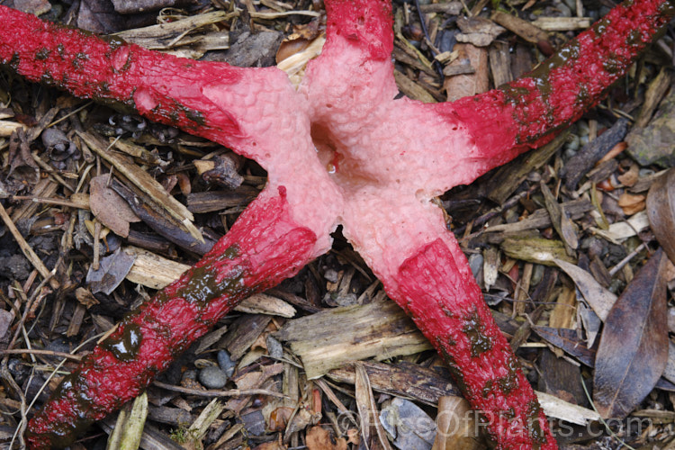 Giant Stinkhorn or Devil's Fingers (<i>Clathrus archeri</i>), a very striking carrion attracting fungus that appears mainly in autumn. The spread of the arms is up to 200mm. It emits a very unpleasant smell of decaying flesh that attracts flies that distribute the brown spores. Native to South Africa,Australia and New Zealand, it now also occurs in Europe