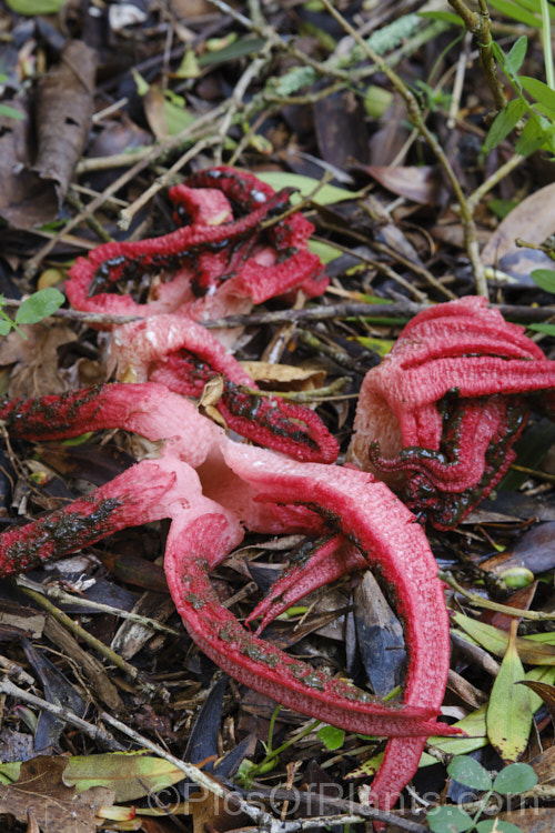 Giant Stinkhorn or Devil's Fingers (<i>Clathrus archeri</i>), a very striking carrion attracting fungus that appears mainly in autumn. The spread of the arms is up to 200mm. It emits a very unpleasant smell of decaying flesh that attracts flies that distribute the brown spores. Native to South Africa,Australia and New Zealand, it now also occurs in Europe