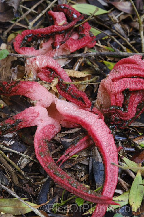 Giant Stinkhorn or Devil's Fingers (<i>Clathrus archeri</i>), a very striking carrion attracting fungus that appears mainly in autumn. The spread of the arms is up to 200mm. It emits a very unpleasant smell of decaying flesh that attracts flies that distribute the brown spores. Native to South Africa,Australia and New Zealand, it now also occurs in Europe