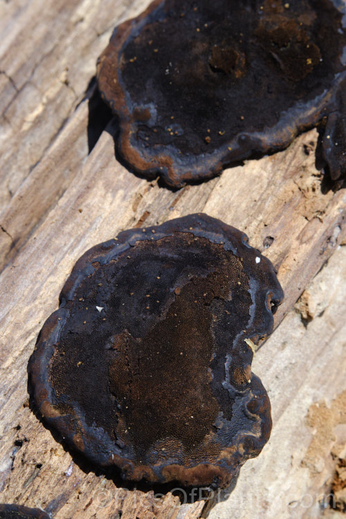 A black crust fungus growing on a decaying branch, possibly of the family. Xylariaceae