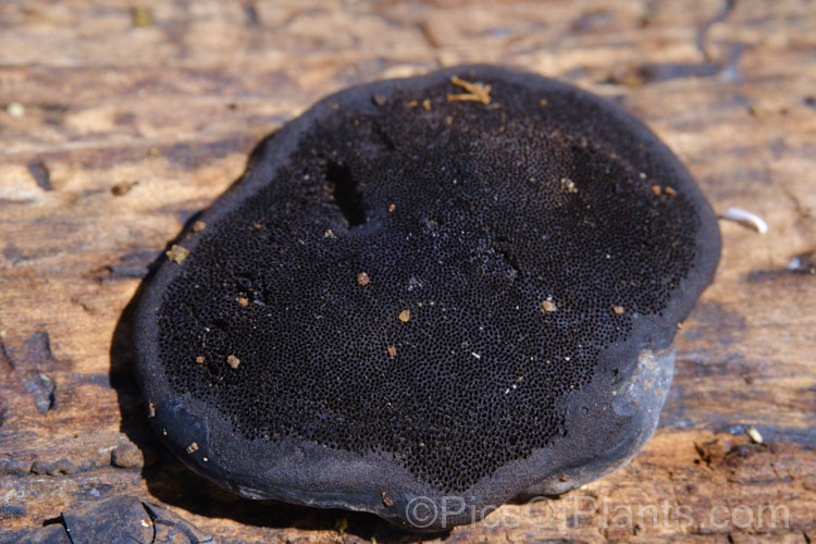 A black crust fungus growing on a decaying branch, possibly of the family. Xylariaceae