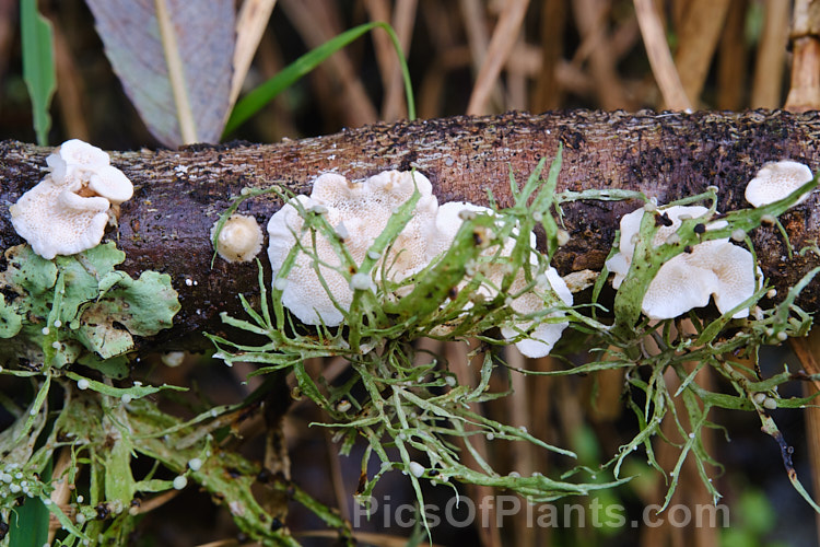 An unidentified saprophytic fungus on a dead branch