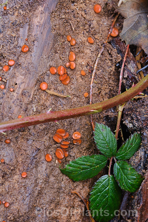 Eyelash Fungus (<i>Scutellinia colensoi</i>), a tiny orange-brown cup fungus of the family. Pyronemataceae, found growing on rotting wood or on damp clay soil. It gets its name from the edging of fine hairs