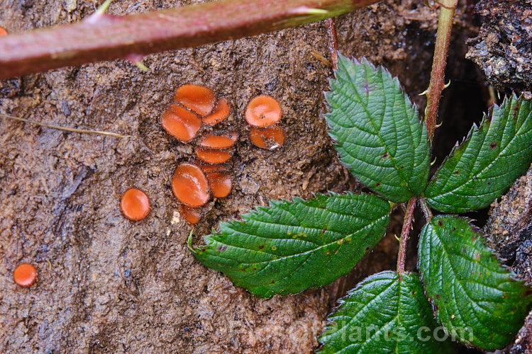 Eyelash Fungus (<i>Scutellinia colensoi</i>), a tiny orange-brown cup fungus of the family. Pyronemataceae, found growing on rotting wood or on damp clay soil. It gets its name from the edging of fine hairs