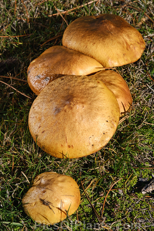 Slippery Jack or Sticky Bun Bolete (<i>Suillus granulatus</i> [syn. <i>Boletus granulatus</i>]). Although perhaps visually unappealing, this large fungus is edible and forms a mycorrhizal relationship with pines.