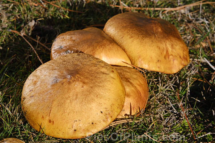 Slippery Jack or Sticky Bun Bolete (<i>Suillus granulatus</i> [syn. <i>Boletus granulatus</i>]). Although perhaps visually unappealing, this large fungus is edible and forms a mycorrhizal relationship with pines.