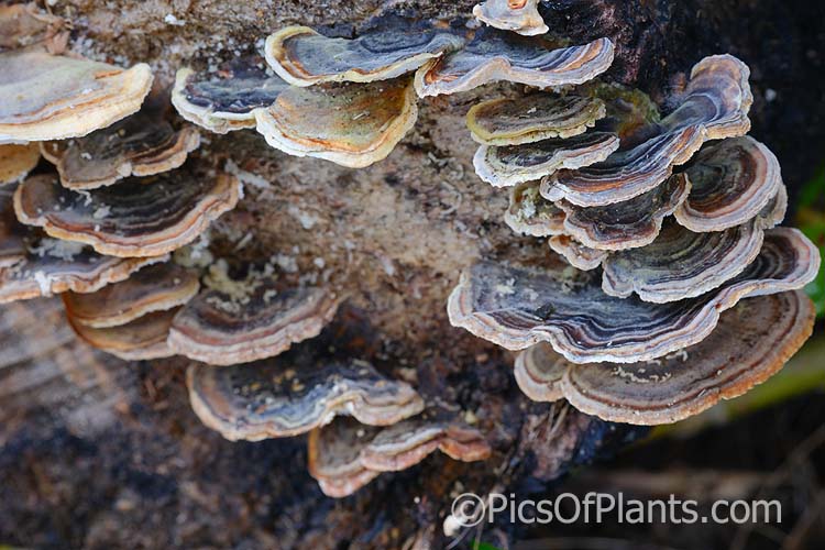 Common Small-pored Bracket Fungus, Turkey Tail or Rainbow Bracket Fungus (<i>Trametes versicolor</i>), a fungus that grows on rotting wood.