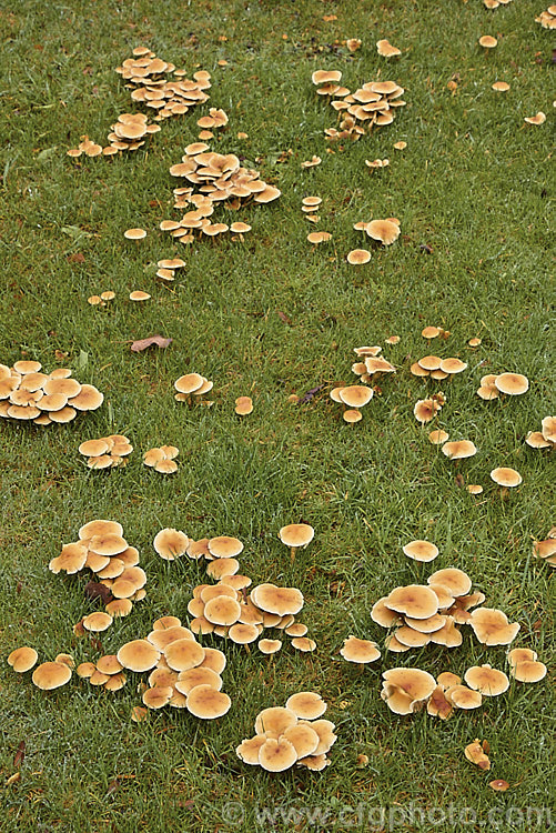 Part of an irregular ring of Armillaria fungus growing on the remaining roots around what was the stump of tree that was eventually killed by the rhyzomorphs of these wood destroying toadstools, commonly known as honey fungus. There are several species in the Armillaria genus but their relationships are not well understood and they are often aggregated under the name. Armillaria mellea.