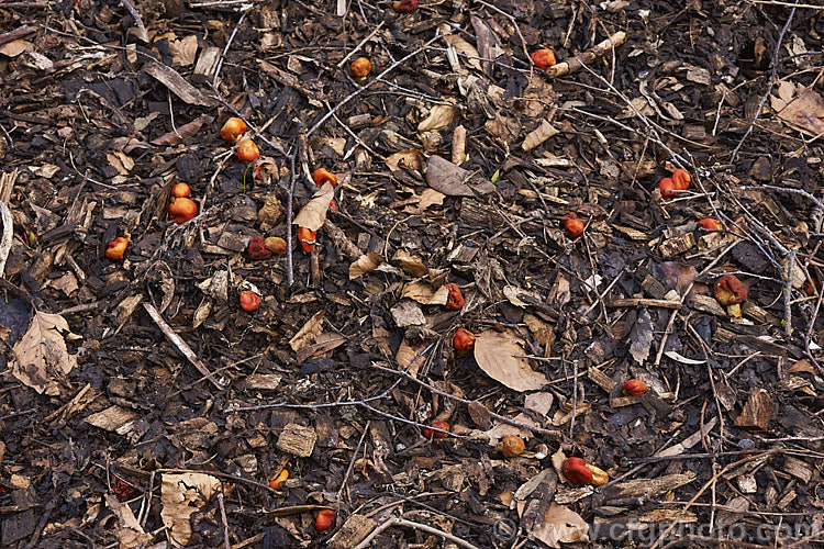 Tobacco. Pouch Fungus (<i>Weraroa erythrophylla</i>), a fungus that commonly occurs in leaf litter under native New Zealand trees. It can appear at any time from late summer until mid-spring.