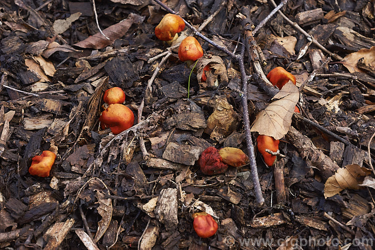 Tobacco. Pouch Fungus (<i>Weraroa erythrophylla</i>), a fungus that commonly occurs in leaf litter under native New Zealand trees. It can appear at any time from late summer until mid-spring.