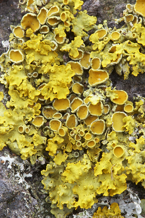 A yellow lichen with an abundance of splash cups.