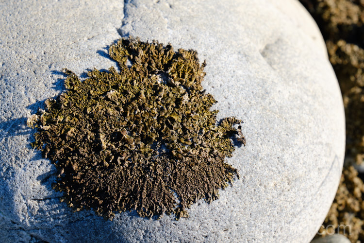 Lichen growing on a very exposed rock at Kaitorete Spit, Canterbury, New Zealand.