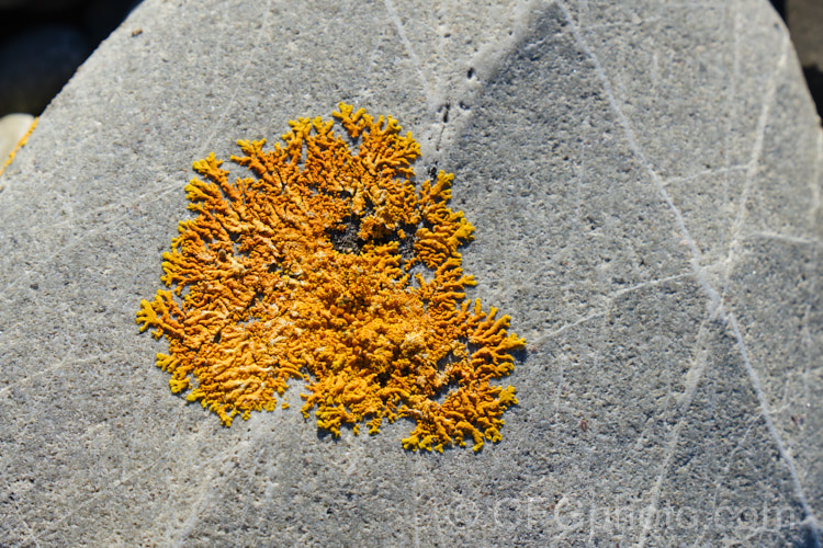 Lichen growing on a very exposed rock at Kaitorete Spit, Canterbury, New Zealand.