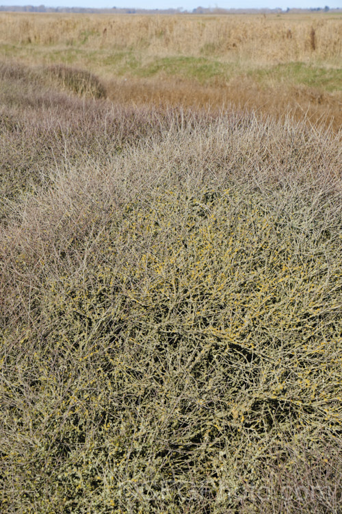 Lichens growing on the tangled branches of Coprosma propinqua at Wainono. Lagoon, South Canterbury, New Zealand Lichens are composite organisms forms by a fungus and an alga or cyanobacteria. The reproduce by spores that form in the apothecia cups.