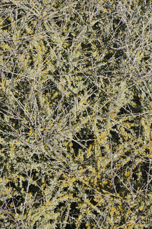 Lichens growing on the tangled branches of Coprosma propinqua. Lichens are composite organisms forms by a fungus and an alga or cyanobacteria. The reproduce by spores that form in the apothecia cups, some of which are visible on the gold lichen - possibly. Teleoschistes crysopthalmus.