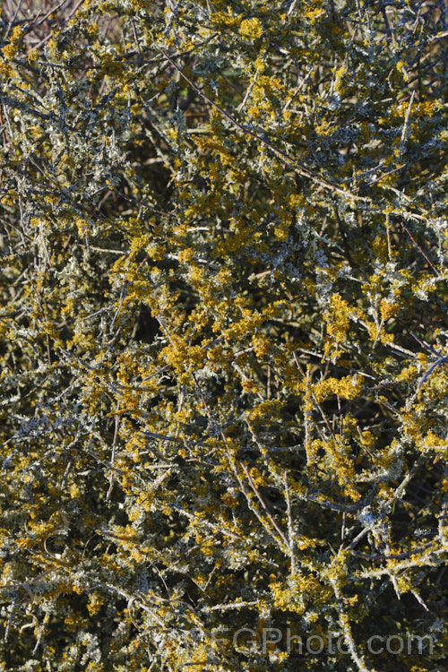 Lichens growing on the tangled branches of Coprosma propinqua. Lichens are composite organisms forms by a fungus and an alga or cyanobacteria. The reproduce by spores that form in the apothecia cups, some of which are visible on the gold lichen - possibly. Teleoschistes crysopthalmus.