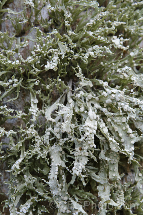 Cartilage. Lichen or Strap. Lichen (<i>Ramalina celastri</i>), a common lichen that occurs in many parts of the world. It is very distinctive when its fruiting bodies are mature. It is in the Ramalinaceae family.