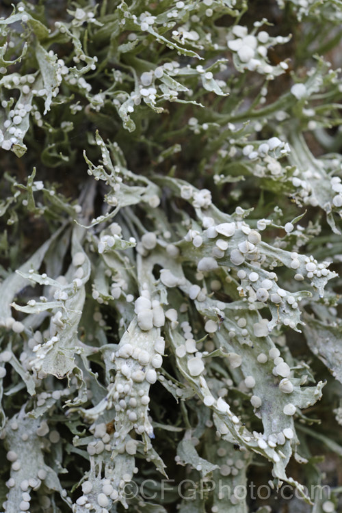 Cartilage. Lichen or Strap. Lichen (<i>Ramalina celastri</i>), a common lichen that occurs in many parts of the world. It is very distinctive when its fruiting bodies are mature. It is in the Ramalinaceae family.